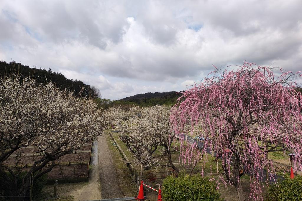 2月20日(火)の梅の開花状況です。