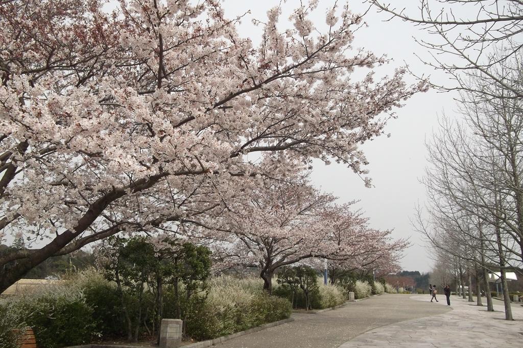 岡崎中央総合公園に花見に行こう！花や桜を楽しめる4つのイベントが開催されます！