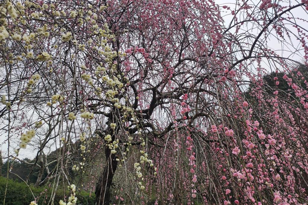 2月22日(木)の梅の開花状況です。