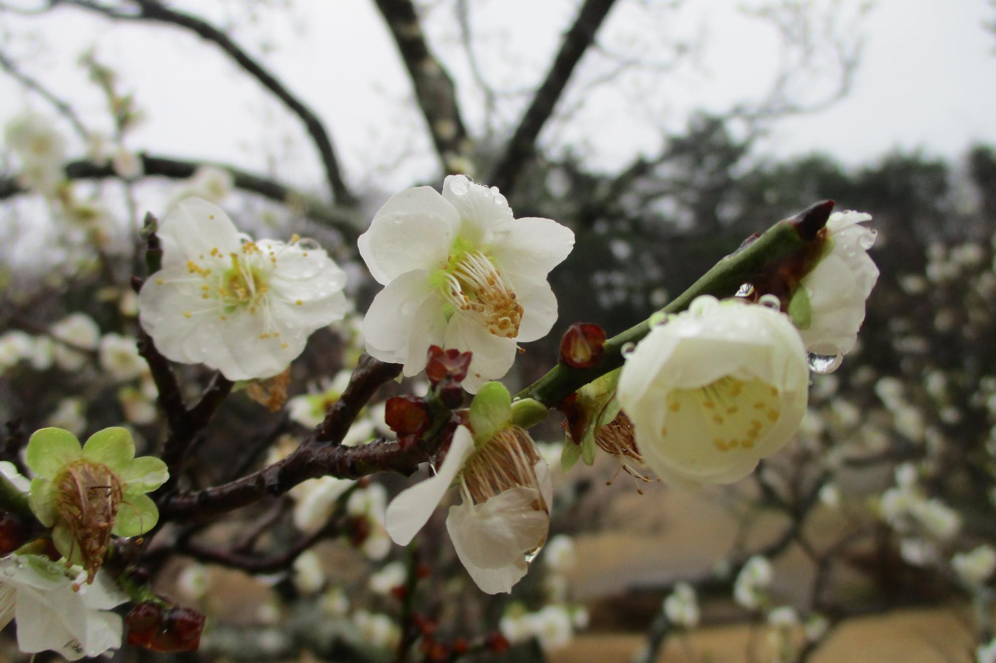 2024年2月23日現在の葵梅林の梅の開花状況です！