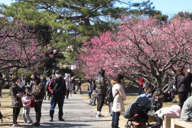 梅まつりは開花状況により2月25日に終了となります！