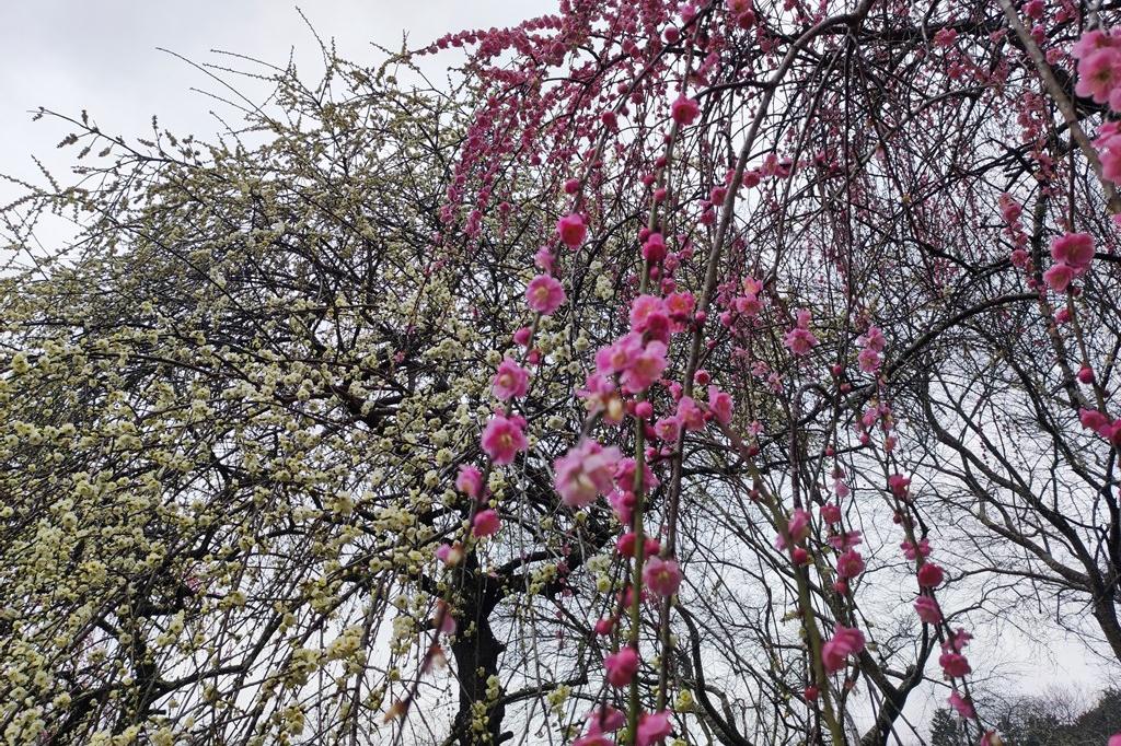 2月23日(金)の梅の開花状況です。