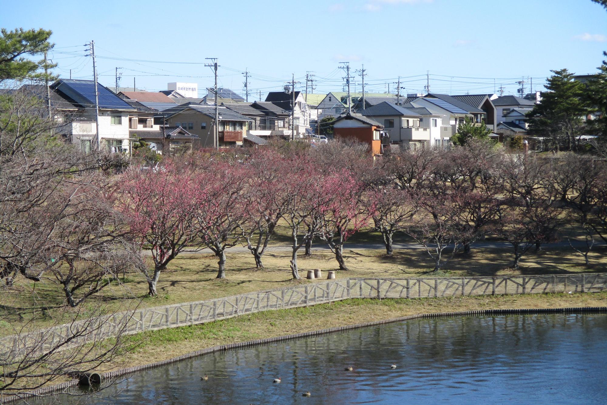 2024年2月27日現在の葵梅林の梅の開花状況です！