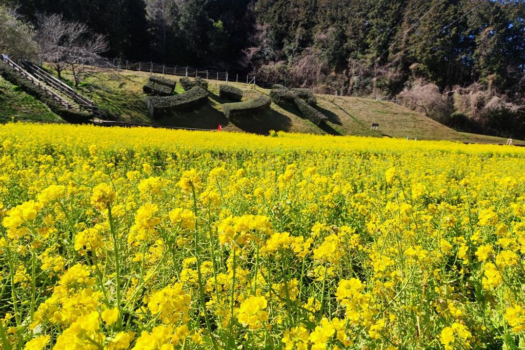 2024年奥殿陣屋のお花情報