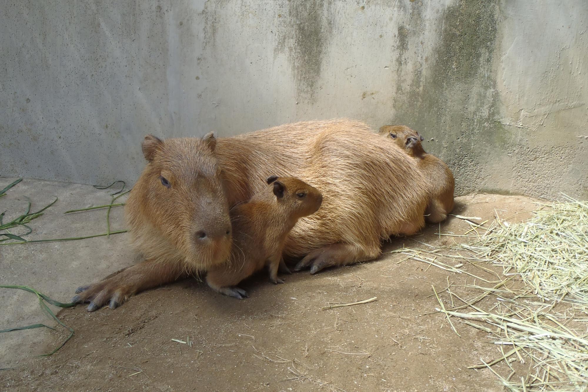 蒲郡市竹島水族館のカピバラを、東公園動物園でお預かりしています。