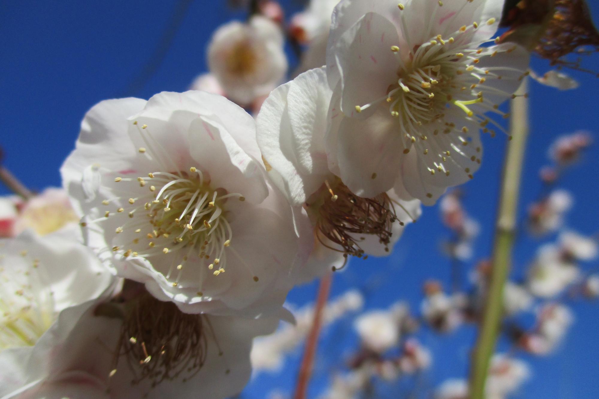 2024年3月1日現在の葵梅林の梅の開花状況です！（最終）