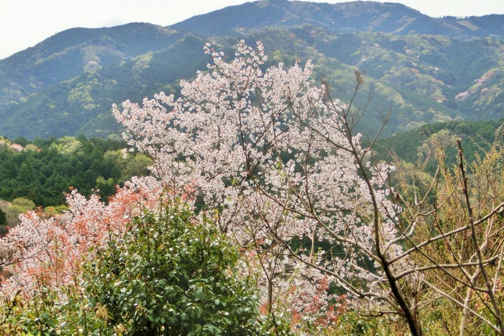 2024年　おおだの森で花見会