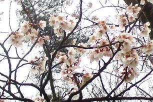 2024年の南公園の桜の開花状況です！
