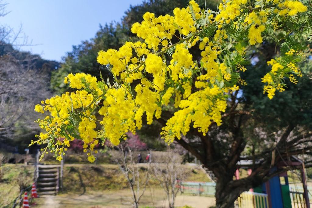 3月16日(土)のお花情報(様々な春のお花の開花が始まっています)