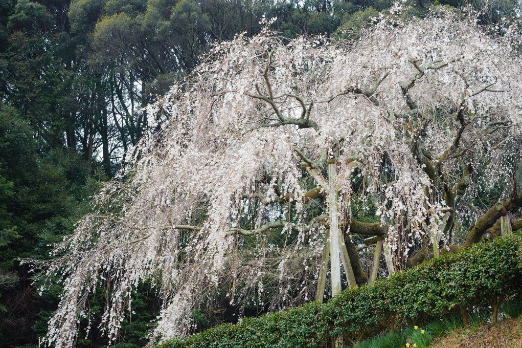 「奥山田しだれ桜」の開花状況をお知らせします！