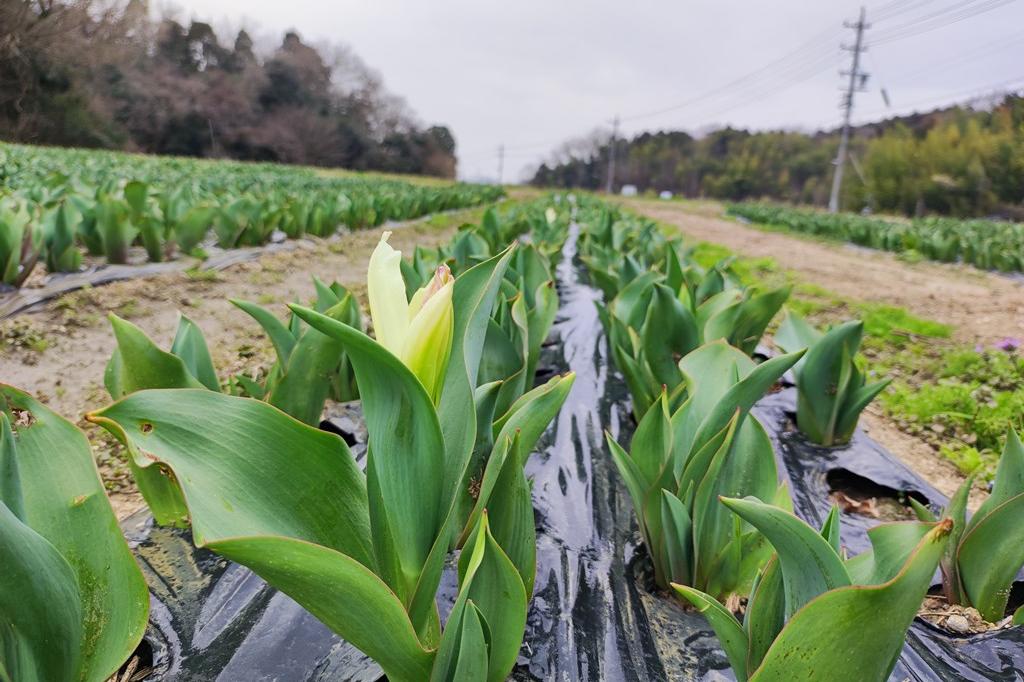 3月17日(日)のチューリップ開花情報