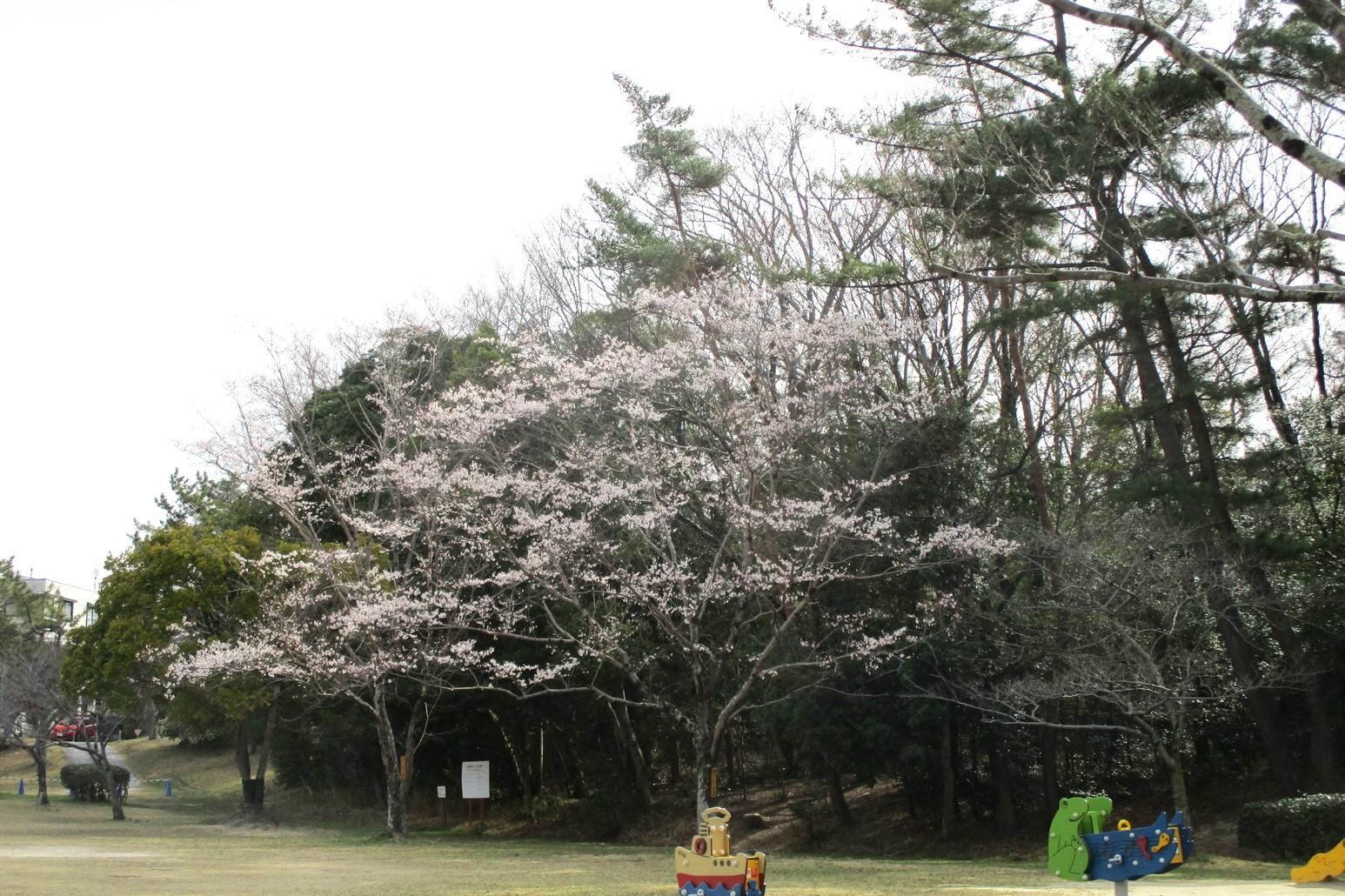 2024年3月19日現在の南公園の桜の開花状況です！