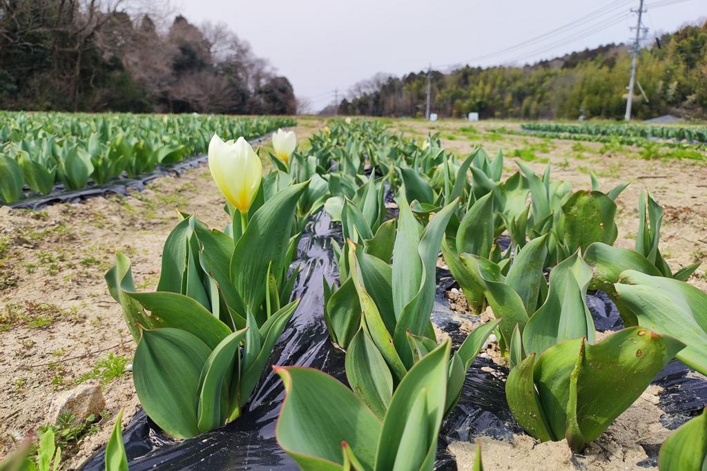 3月19日(火)のチューリップ開花情報