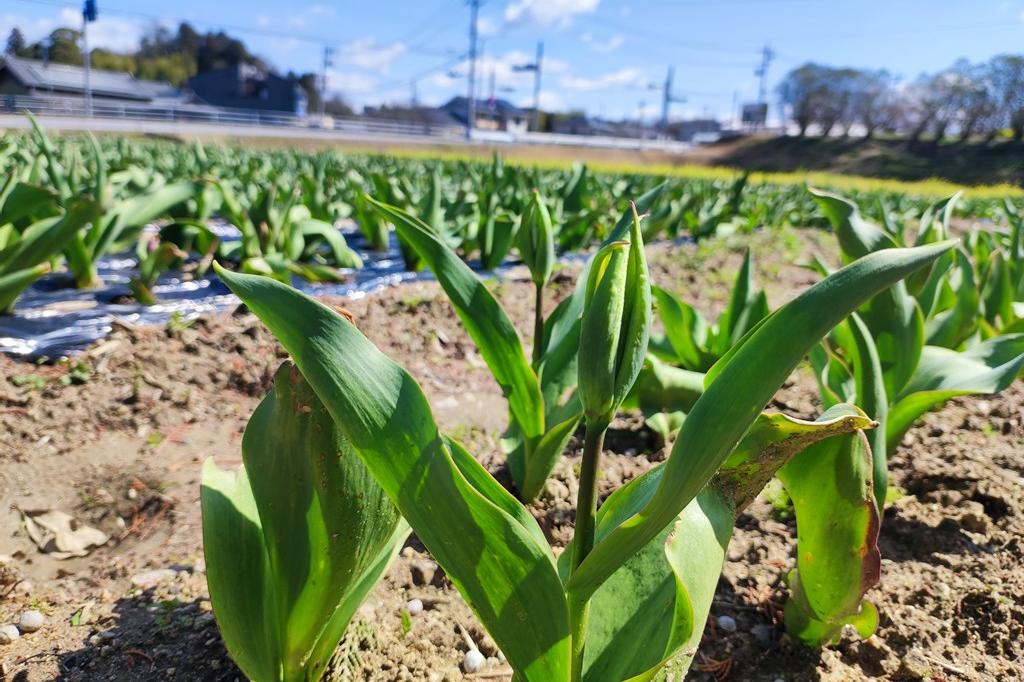 3月21日(木)のチューリップ開花情報