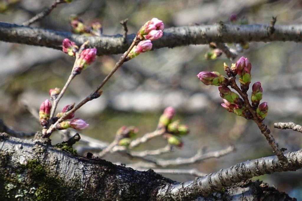 2024年「岡崎城公園」の桜の開花情報をお知らせします！
