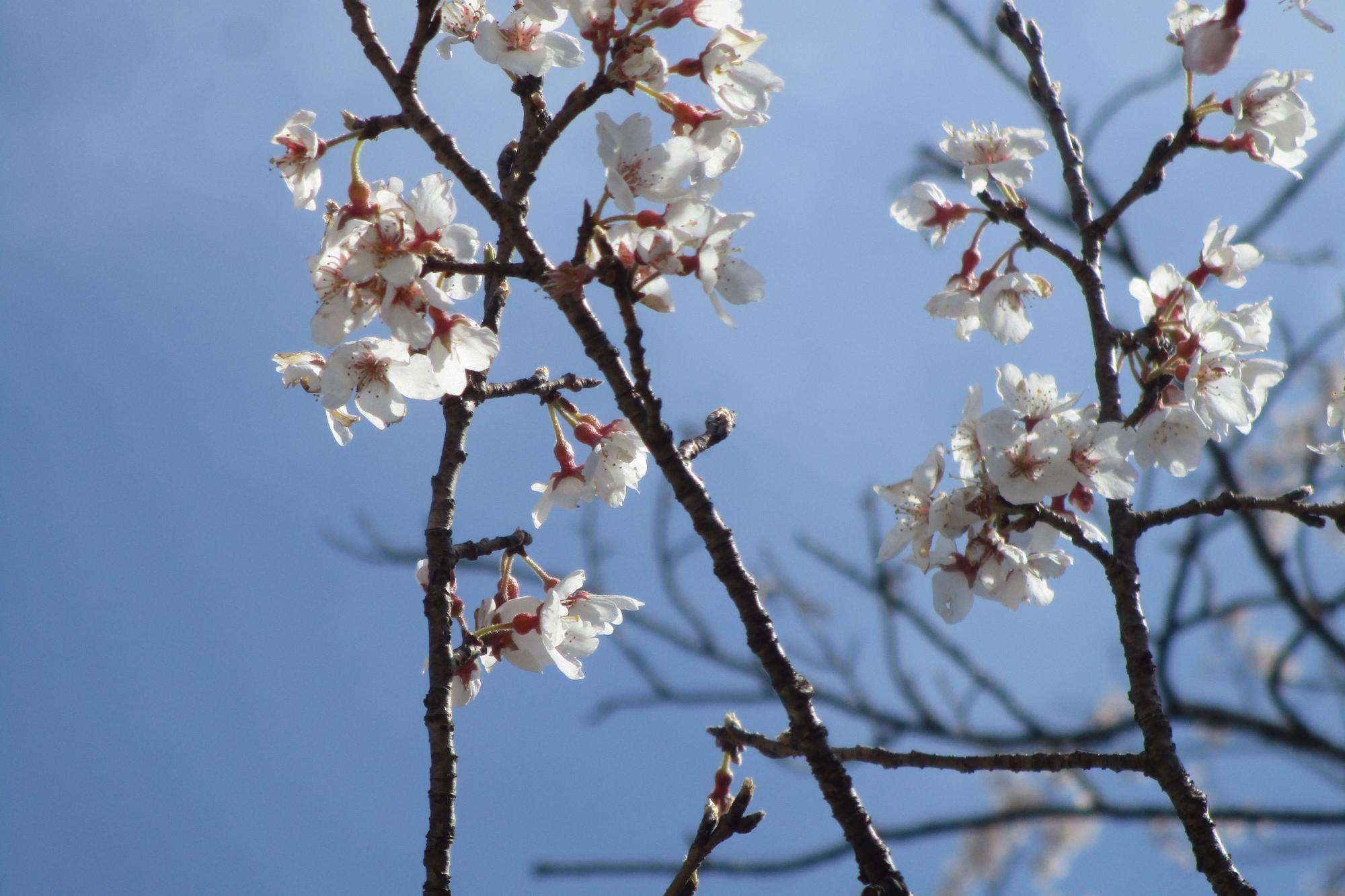 2024年3月22日現在の南公園の薄墨桜の開花状況です!