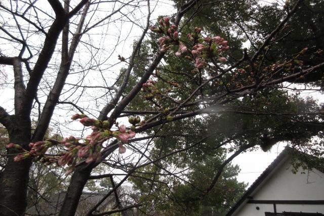 2024年3月23日（土）桜の開花状況を公開しました！