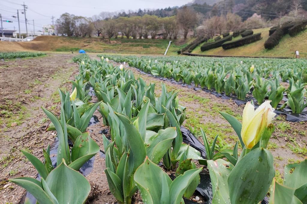 3月23日(土)のチューリップ開花情報