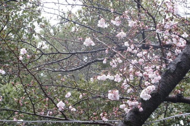 2024年3月26日（火）の桜の開花状況を公開しました！