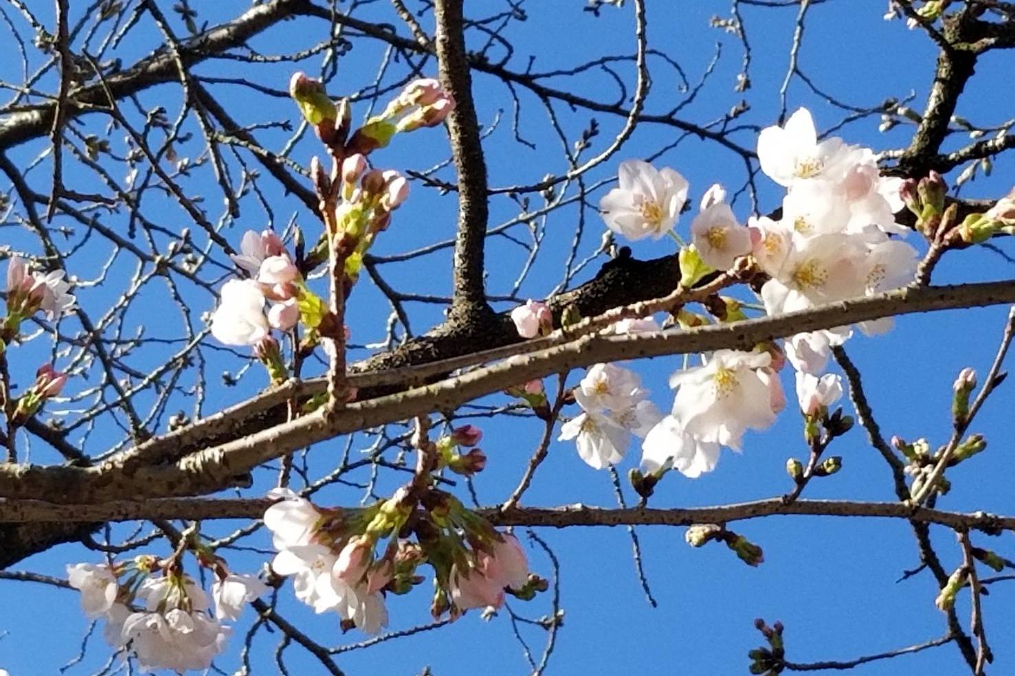 2024年3月27日（水）桜の開花状況を公開しました！