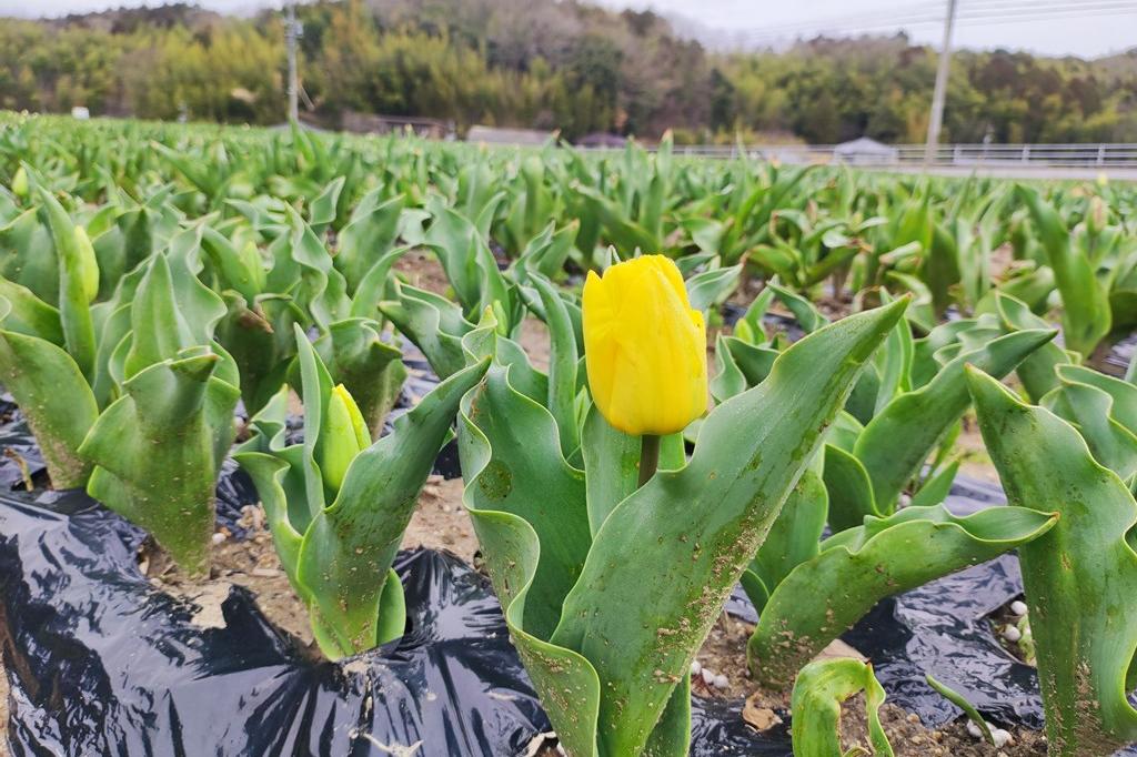 3月28日(木)のチューリップ開花情報