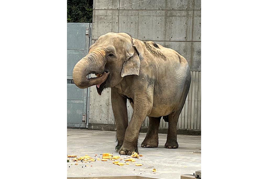 「ゾウのふじ子」の誕生日会を開催します！【東公園動物園】