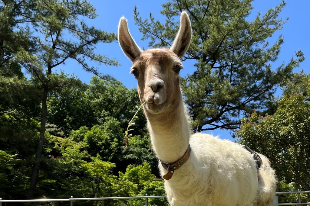 「どうぶつたちとなかよくなろう！」を開催します！