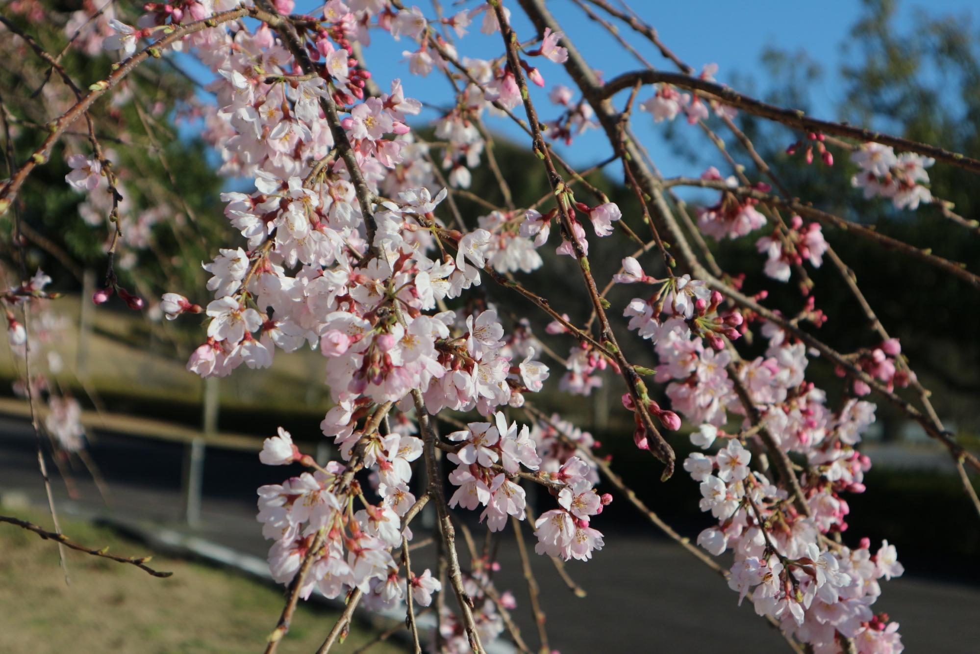 2024年3月27日　中総の開花状況