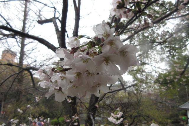 2024年3月29日（金）桜の開花状況を公開しました！