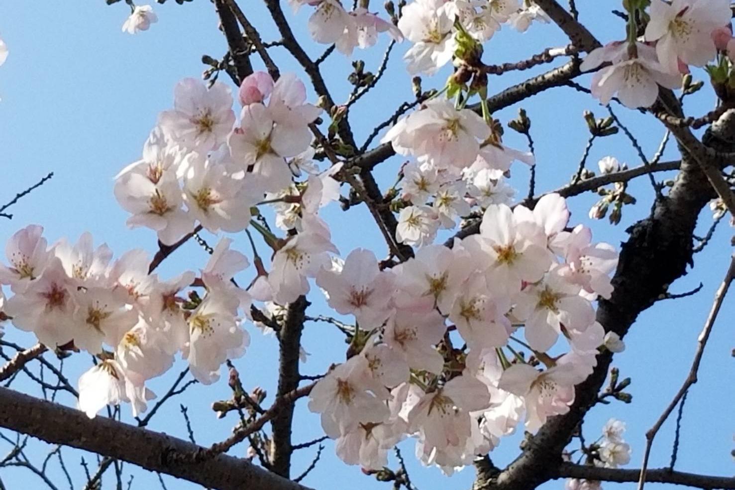 2024年3月30日（土）桜の開花状況を公開しました！