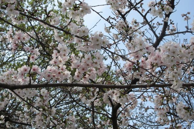 2024年3月31日（日）桜の開花状況を公開しました！