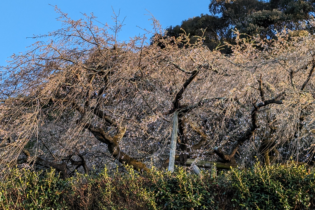 4月2日（火）の「奥山田しだれ桜」の開花状況をお知らせします