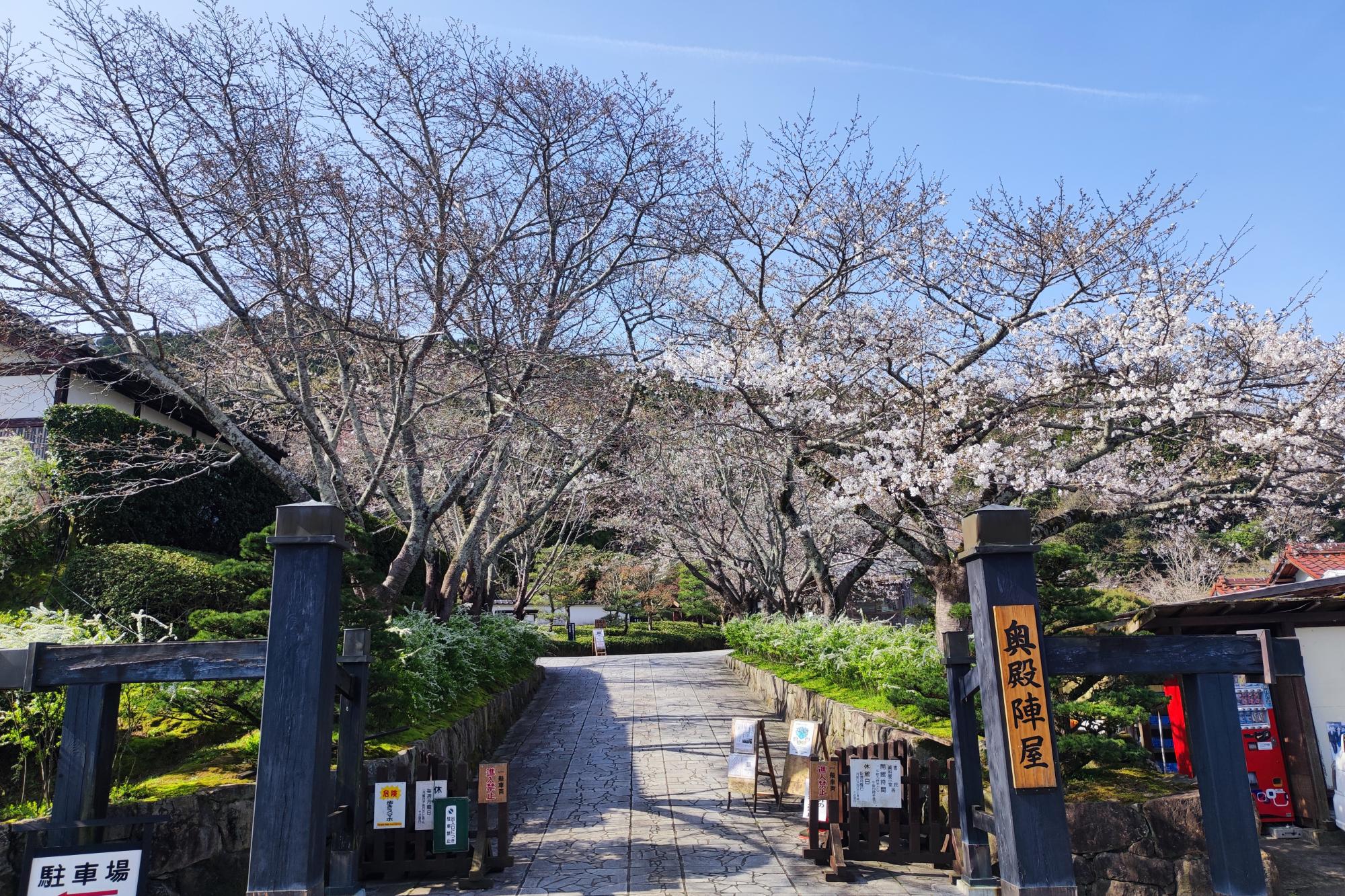 4月2日(火)の桜の開花状況です