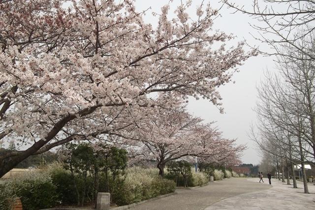 2024年4月2日　中総の開花状況