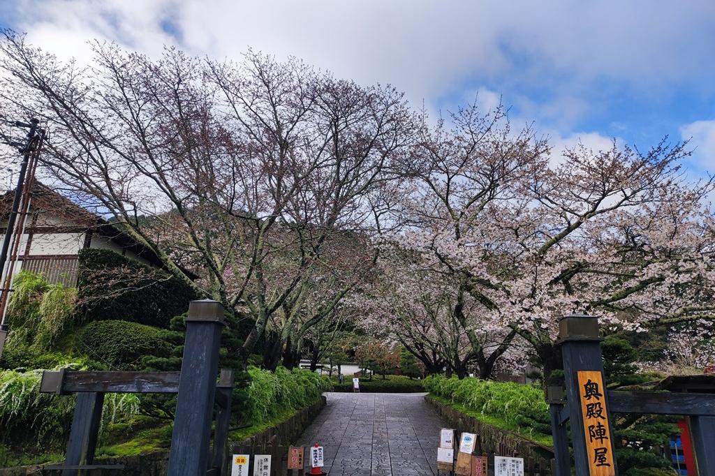 4月4日(木)の桜の開花状況です