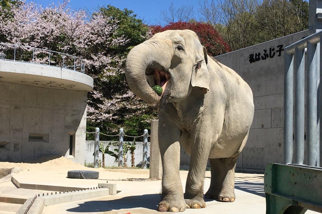 ふじ子さんの運動場周辺の桜が見頃です！