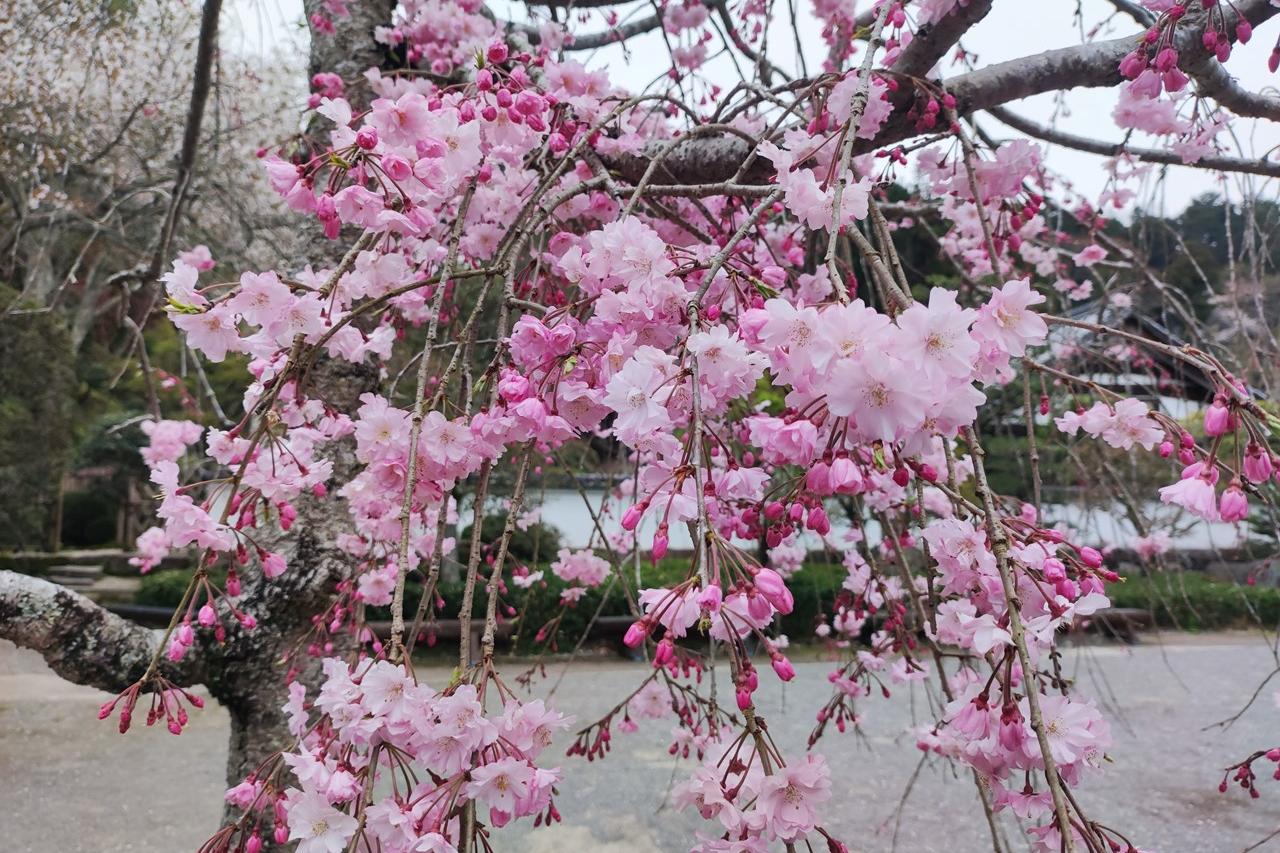 4月5日(金)の桜の開花状況です