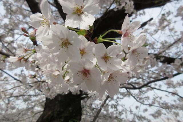 2024年4月6日（土）桜の開花状況を公開しました！