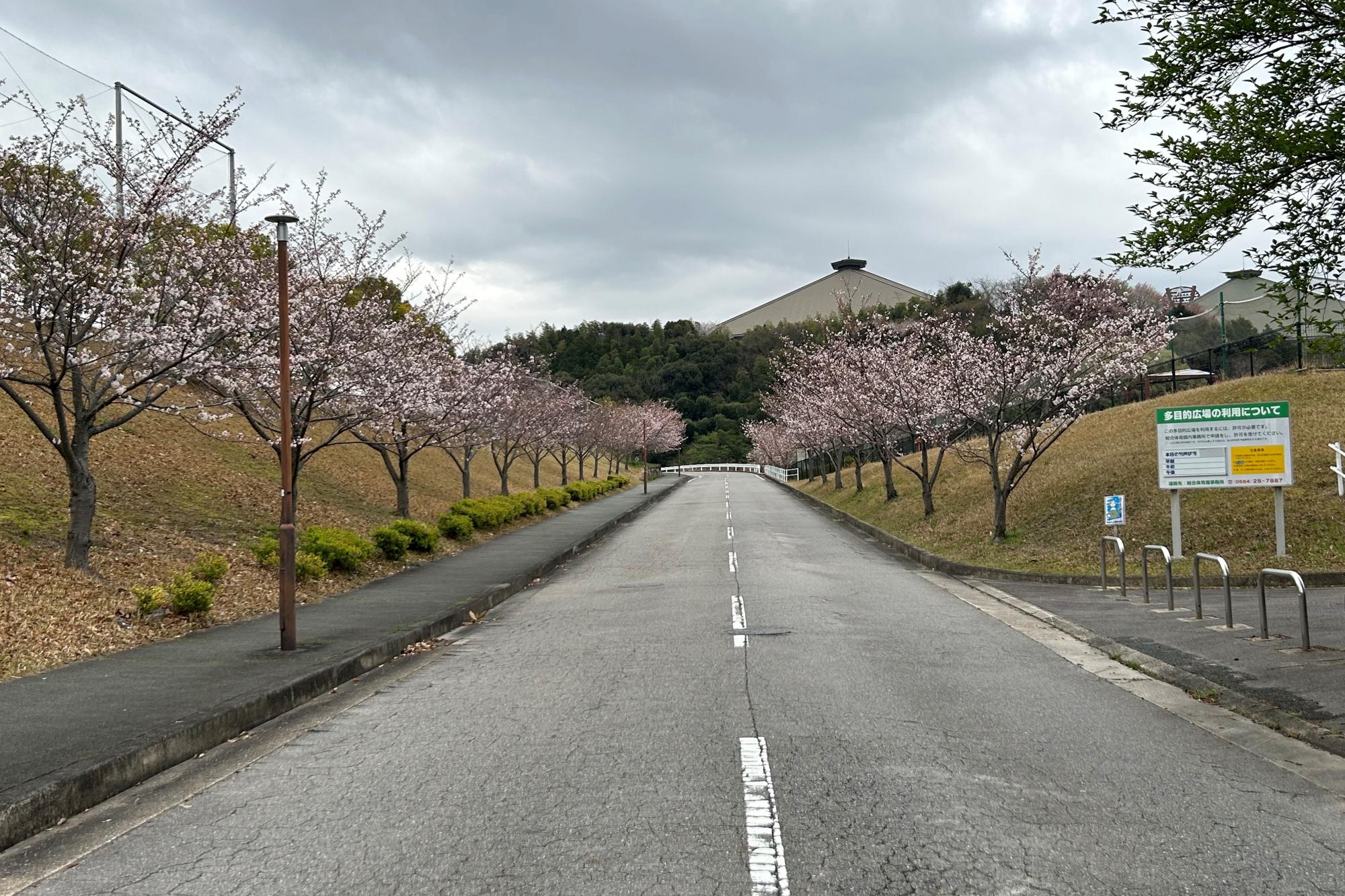 2024年4月6日　中総の開花状況