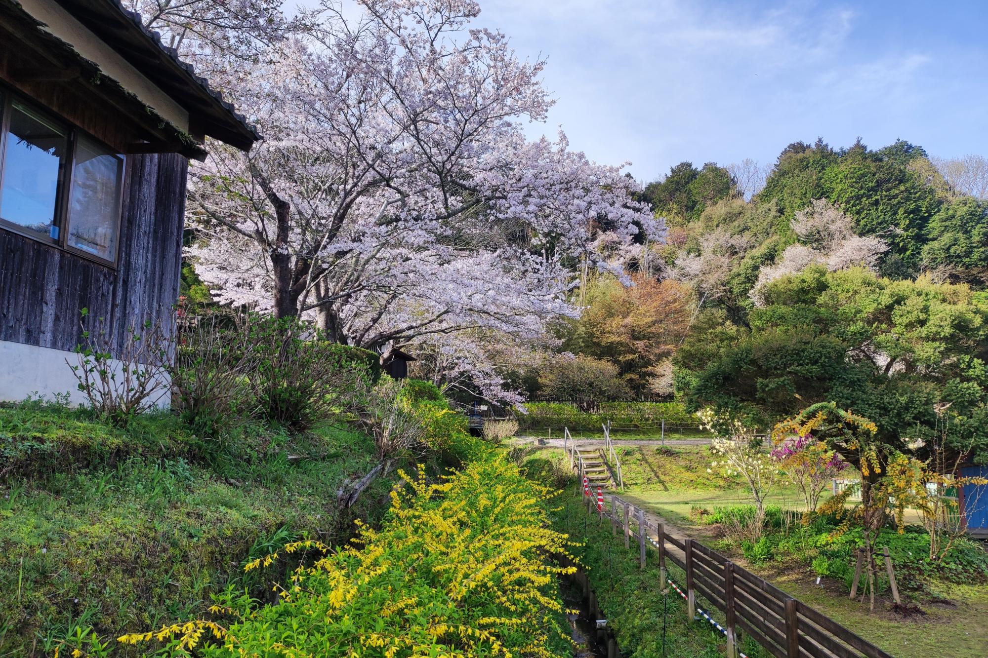 4月7日(日)の桜の開花状況です