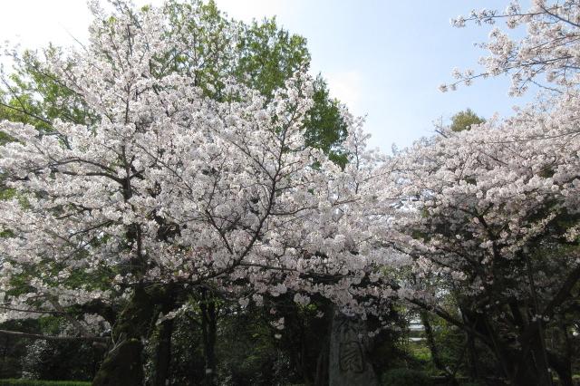 2024年4月7日（日）桜の開花状況を公開しました！