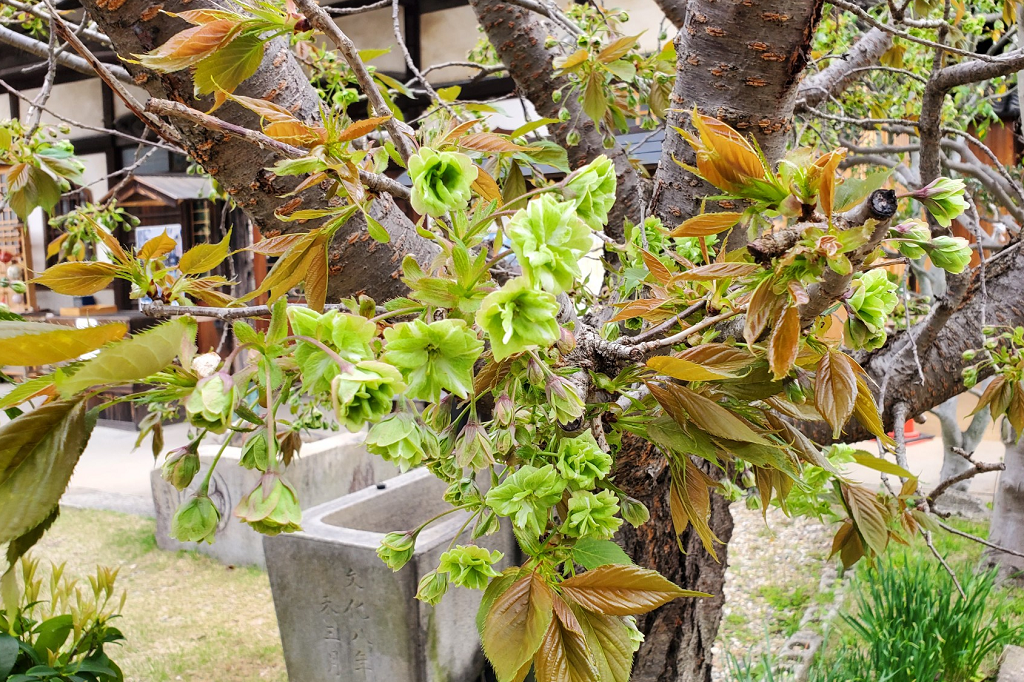 2024年松應寺「白藤」の開花状況です！