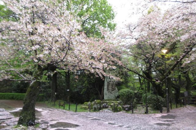 2024年4月9日（火）桜の開花状況を公開しました！