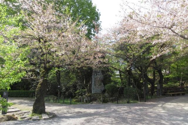2024年4月11日（木）桜の開花状況を公開しました！