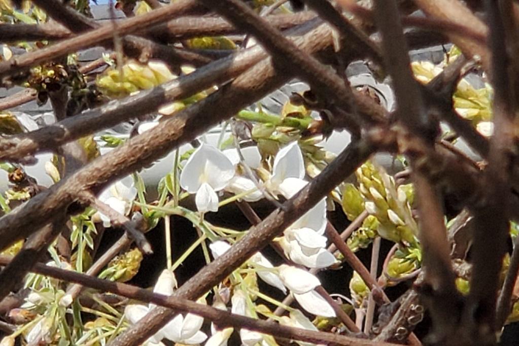 松應寺「白藤」が開花しました！