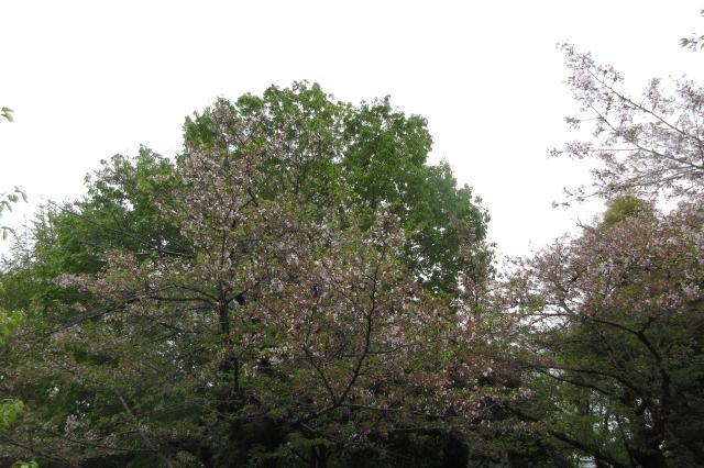2024年4月12日（金）桜の開花状況を公開しました！