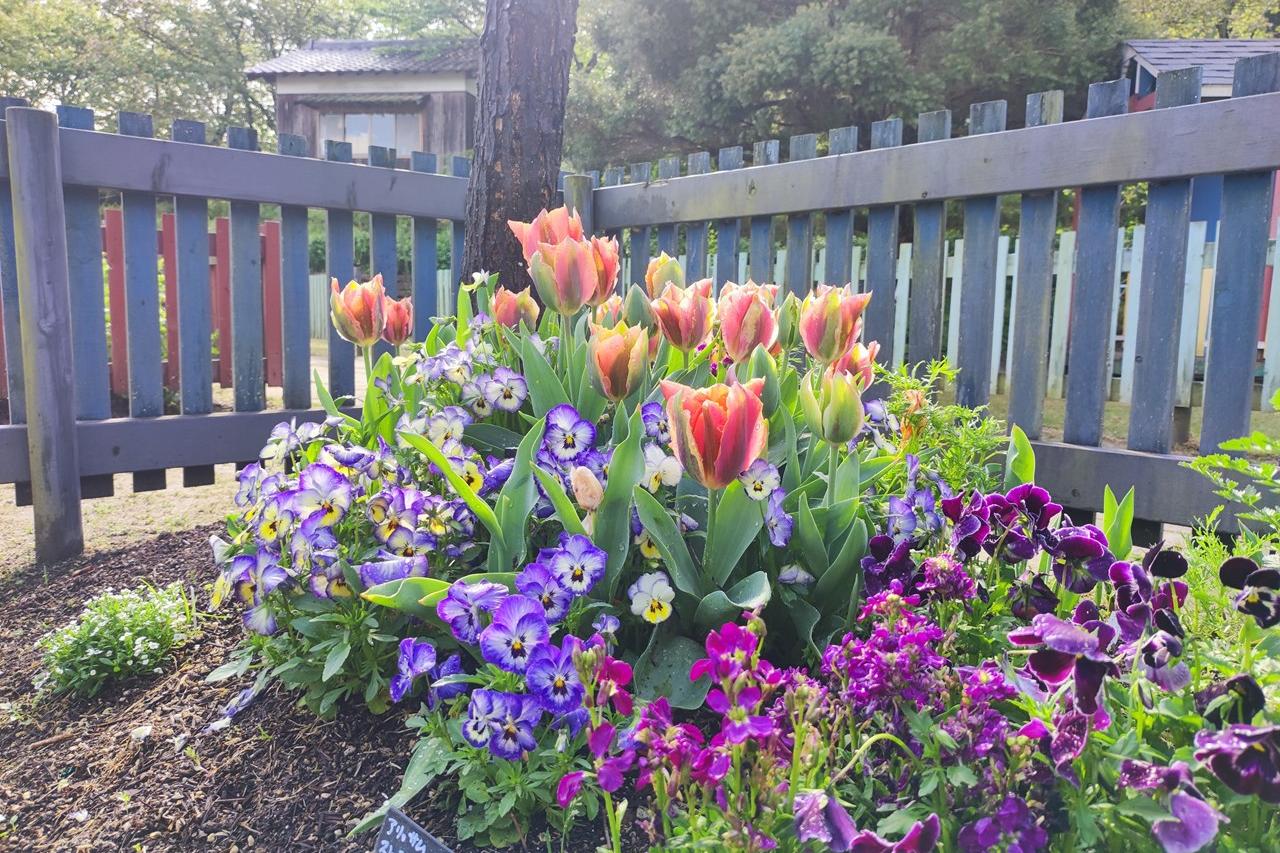 4月17日(水)のチューリップ開花状況