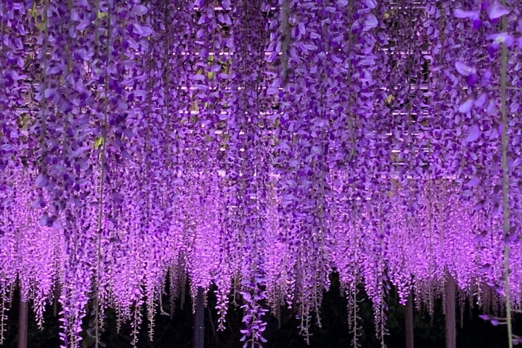 2024年の岡崎城公園五万石ふじの開花状況についてお知らせします！