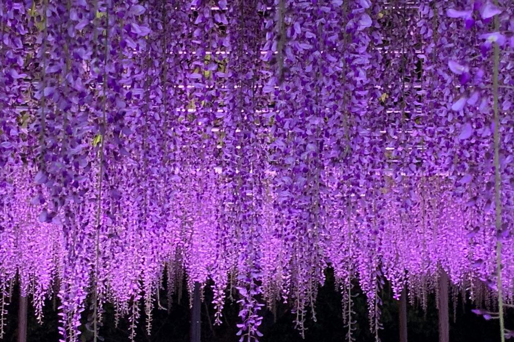 2024年の岡崎公園五万石ふじの開花状況についてお知らせします！