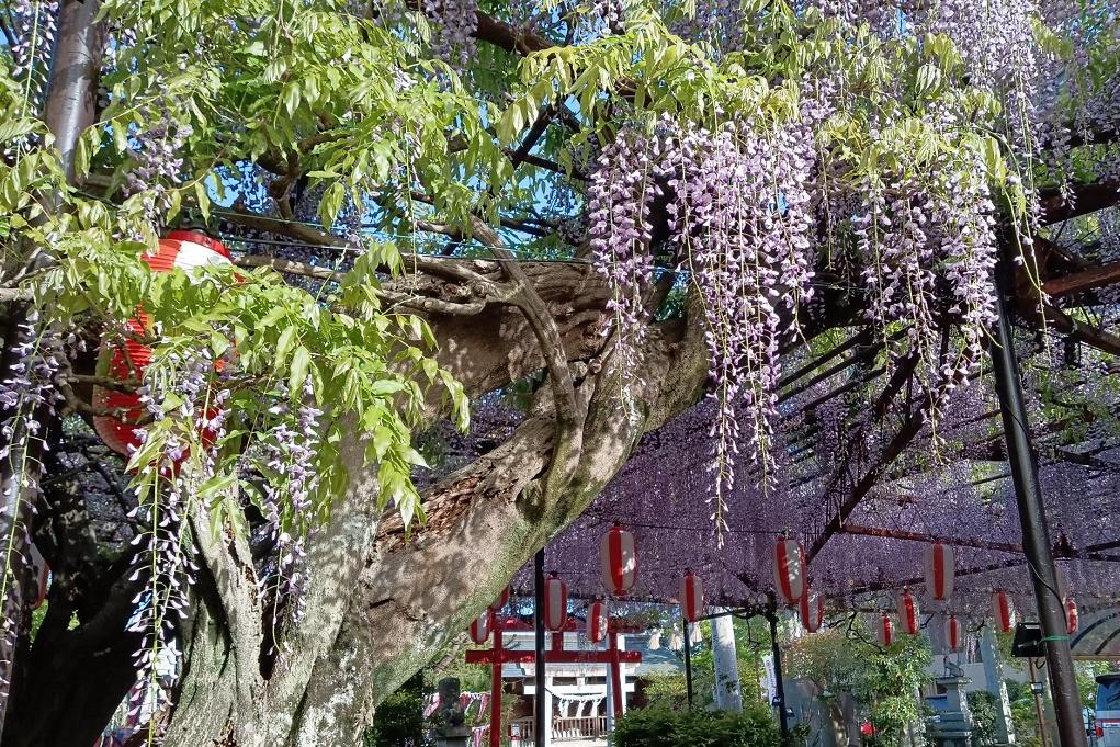 2024年徳王神社の藤の開花情報はこちら！